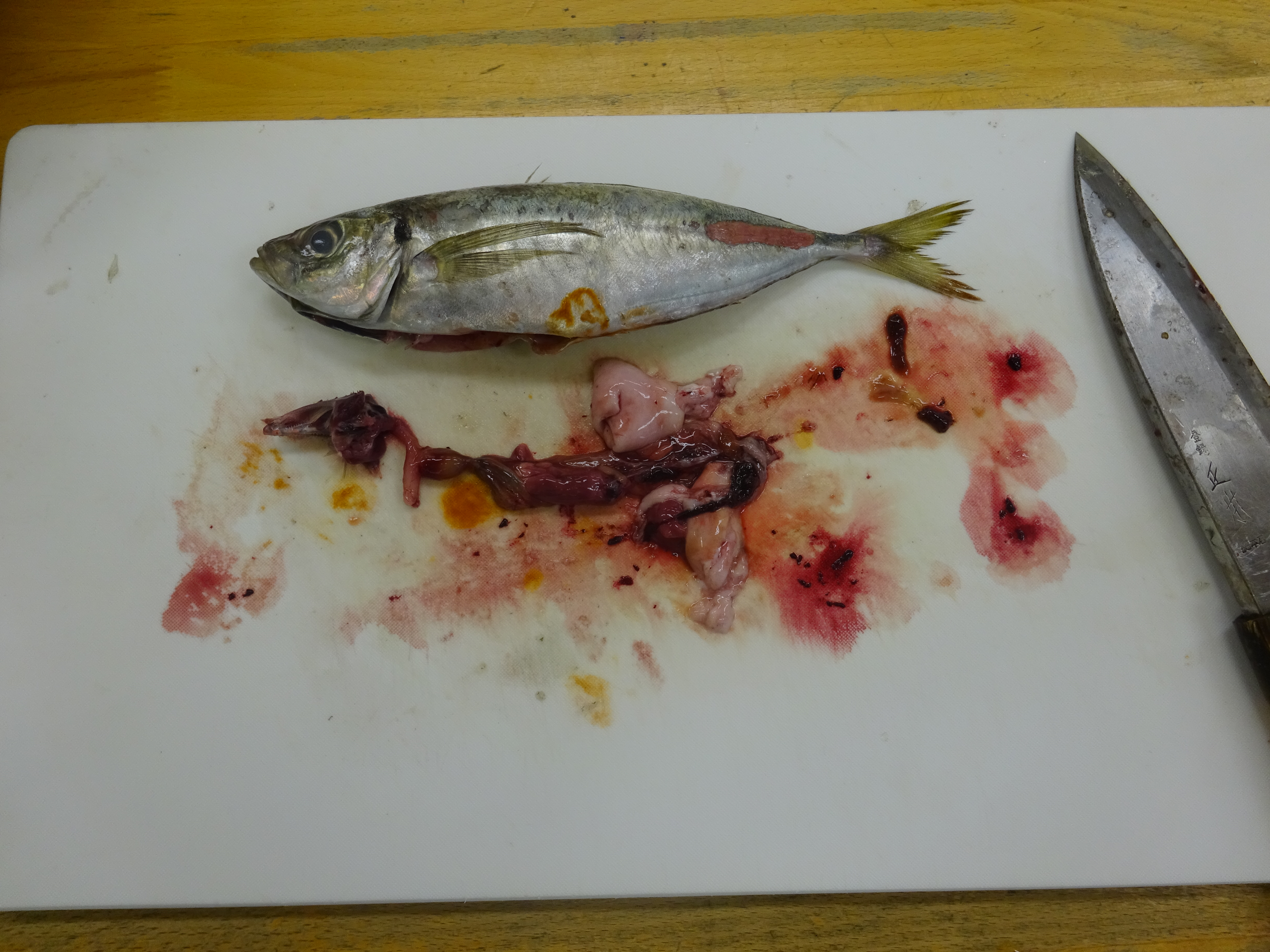 食育『アジの手開き』
